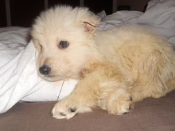 White Domestic Dog on a bed