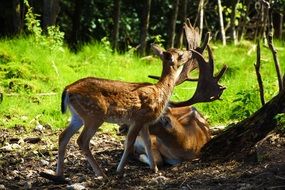 Roe Deer Hirsch