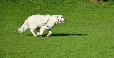 white house dog is running through a meadow