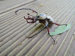 Stag Beetle Scarab Insects