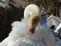 elegant swan cleaning itself