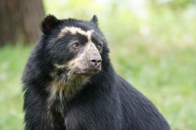 black bear in the aviary