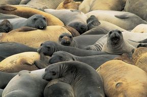 Elephant Seals Resting