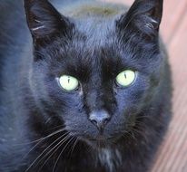 portrait of a black cat