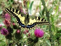 Butterfly Colorful Insect