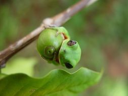 macro photo of green frog in the wildlife
