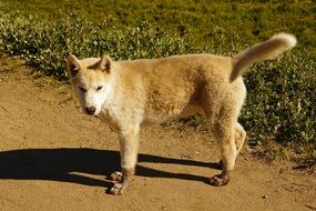Greenland Husky puppy on the road