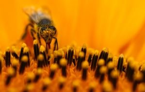 Bee on sunflower