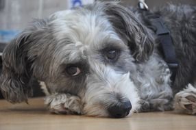 sad dog look