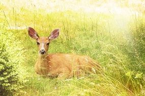 deer lies on green grass