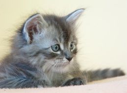 Picture of small Silver kitty