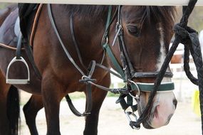 curb horse on the ranch