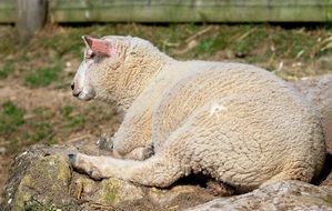 Sheep lying on the stone