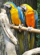 blue-and-yellow macaws