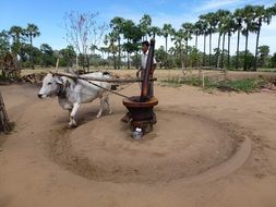Ox Agriculture Tradition Asia