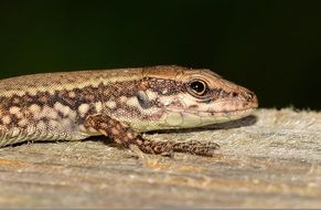 spotted lizard on a board