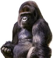 Wild Black Gorilla