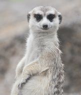 black and white photo of meerkat