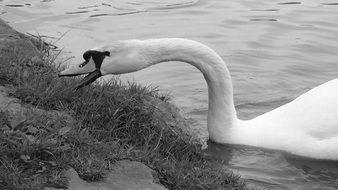 swan monohrom foto