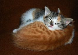 Kittens are sleeping