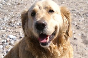cute kind yellow labrador