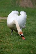 swan eating grass in a meadow
