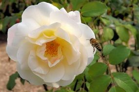 bee and Rose White Blossom in a garden