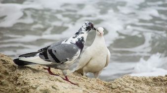 wild colorful pigeons on a stone near a pond