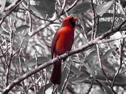 delectable Red Cardinal Bird