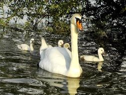 a family of beautiful white swans swims in a pond