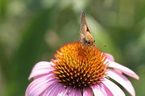 coneflower and Butterfly