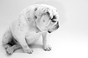 sitting white bulldog