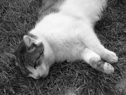 black and white photo of a cat lying on the ground