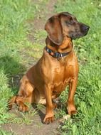 Domestic cute lovely brown Dog