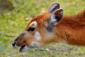 Deer Mammal