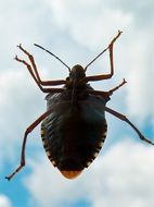 field bug on glass