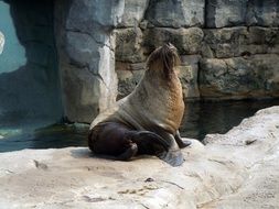 Fur Seal sitting