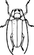 Beetle painted with a mustache on a white background