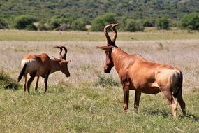 Búbal Ungulates