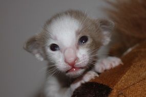 eastern shorthair kitten