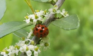 beautiful and cute Sprig Lady Beetle