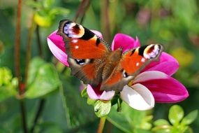 amazing peacock butterfly on the pink flower