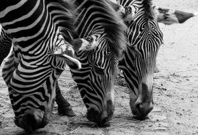 Zebra Animals
