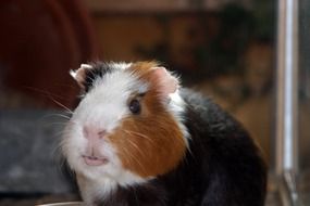 cute small Guinea Pig