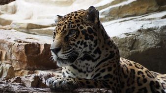 resting jaguar in the zoo