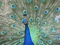 adorable blue Peacock portrait