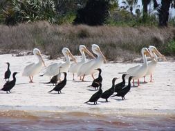 black and white birds on the beach