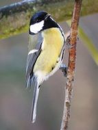 Portrait of songbird in the wildlife