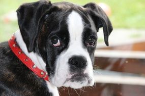 Black And White boxer puppy