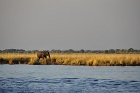 distant view of an elephant near the water in Botswana